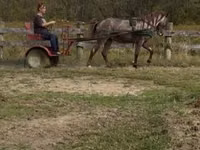 Horse (M), Rocky Mountain Horse — photo 2
