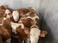 Touro, Simmental cattle — foto 5