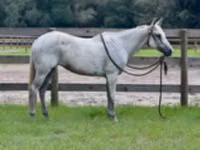 Toychoq, Quarter Horse — 2-rasm