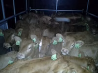 Bou, Vaca Limousine — foto 5