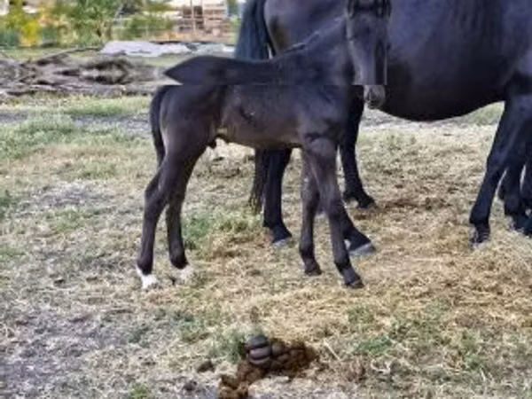 母马, Horses