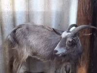 Goat, Goats — photo 3