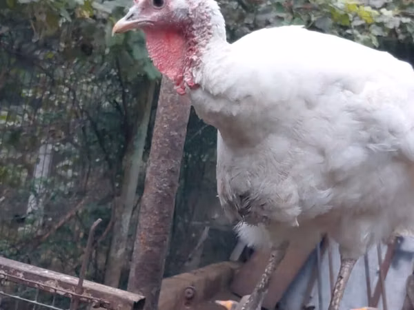 Turkeys