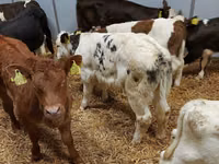 Bou, Vaca Limousine — foto 1