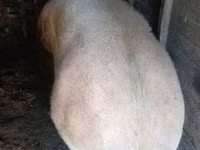 母猪, Pigs — 照片 1