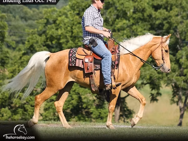 حصان, Palomino