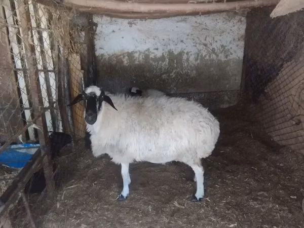 Oaie, Afghan Arabi sheep