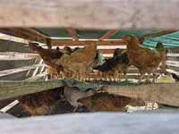 Chickens — Foto 1
