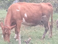Vaca, Ganado vacuno — foto 2