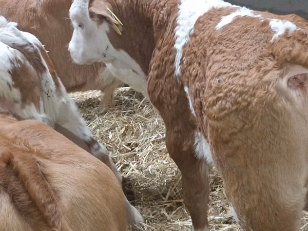 أبقار (دفعة، الجنس غير محدد), Simmental cattle