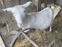 عنزة, Saanen goat — الصورة 2