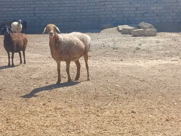 Qoç, Ordabasy sheep
