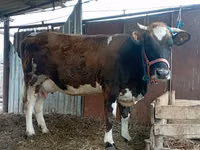 Vacă, Simmental cattle — foto 1