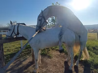 Iapă, Orlov Trotter — foto 3