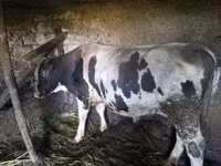 Bou, Rasa Holstein — foto 2