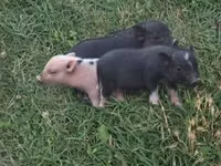 Porci (lot, sex nespecificat) — foto 4