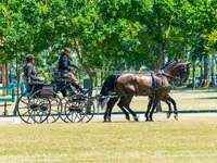 حصان, Hungarian horse breed — الصورة 7