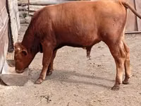 Bull, Cattle — photo 3
