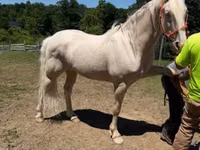 Aygʻir, Kentucky mountain daddle horse — 1-rasm