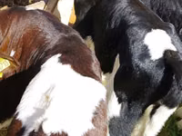 Cattle (batch, sex not specified), Russian Black pied cattle — photo 3