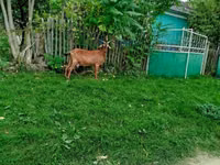 Cabra, Nubian Goat — foto 3