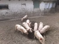 Scroafă, Porci — foto 2