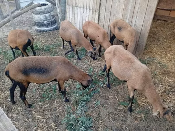 Brebis, Cameroon sheep