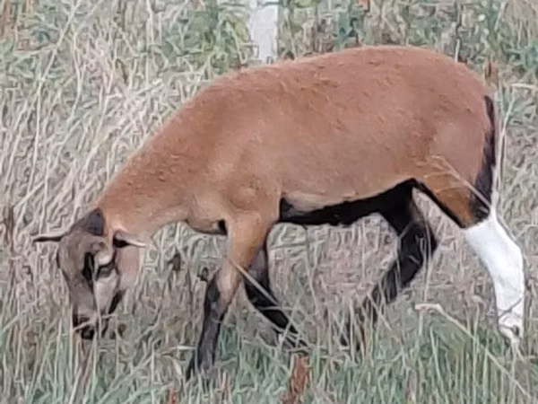Ovelha, Cameroon sheep