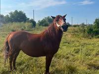 Mare, Horses — photo 1