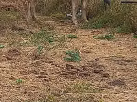 بقرة, Swiss cattle — الصورة 1