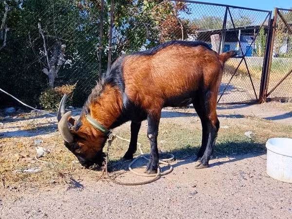 Ziegenbock, Alpine goat