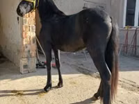 حصان, Friesian — الصورة 1