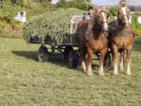 公马, Horses — 照片 7