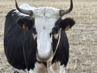 Vache, Race de vache — photo 4
