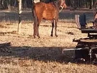 Iapă, Cai — foto 2