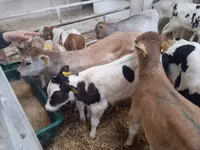 Toro, Vaca Limousin — foto 2