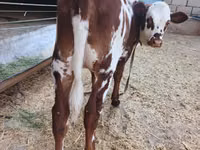 İnək, Simmental cattle — foto 6