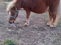 घोड़ी, Shetland Pony — फ़ोटो 3