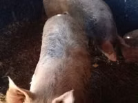 母猪, Pigs — 照片 1