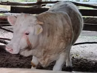 Bulle, Simmental cattle — Foto 3