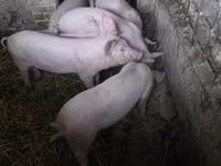 Cerdos (lote, sexo no especificado) — foto 6