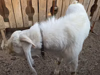 公山羊, Gulabi goats — 照片 4