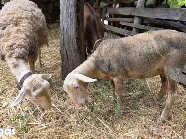 Oaie, Lacaune sheep