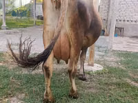 Vaca, Bovinos — foto 2
