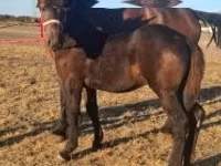 Cal, Percheron — foto 5