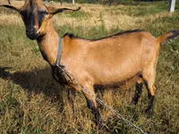 Taka, Nubian Goat — 1-rasm