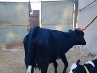بقرة, Russian Black pied cattle — الصورة 6