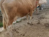 母牛, Simmental cattle — 照片 5