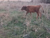 मवेशी (लॉट, लिंग निर्दिष्ट नहीं), मवेशी — फ़ोटो 3