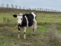 Vaca, Russian Black pied cattle — foto 2